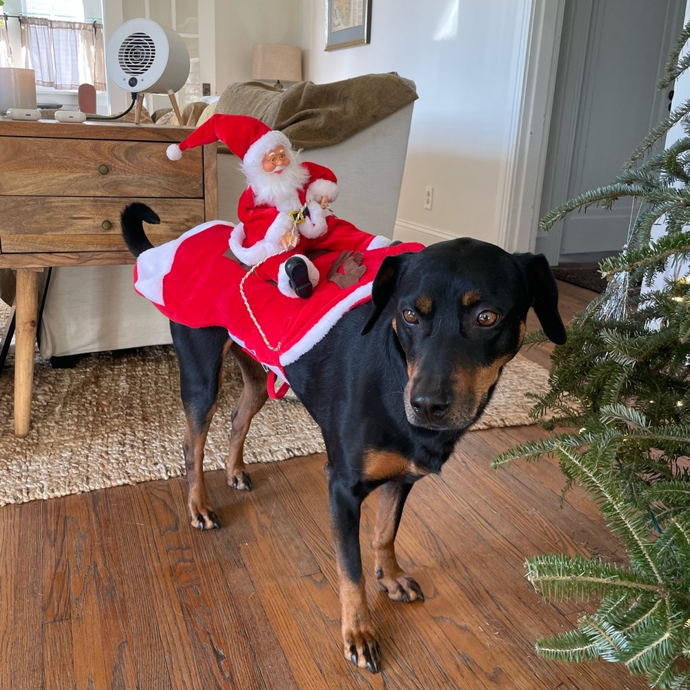 Santa Dog Costume with Plush Santa